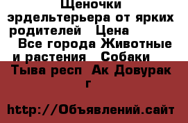 Щеночки эрдельтерьера от ярких родителей › Цена ­ 25 000 - Все города Животные и растения » Собаки   . Тыва респ.,Ак-Довурак г.